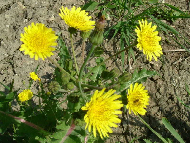 Fiore lattiginoso - Sonchus oleraceus